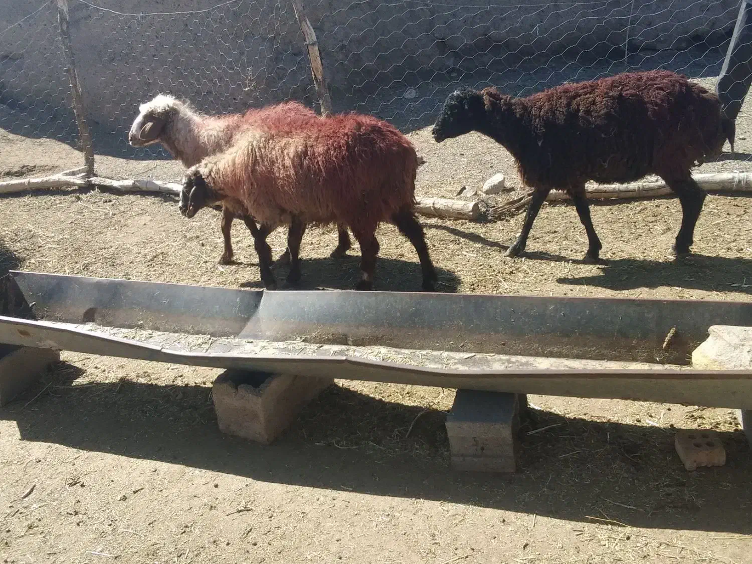 3عدد میش تخمی|حیوانات مزرعه|تربت جام, جامرود|دیوار