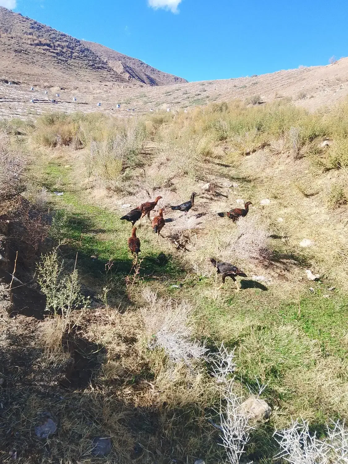 لاری|حیوانات مزرعه|ماهنشان, |دیوار