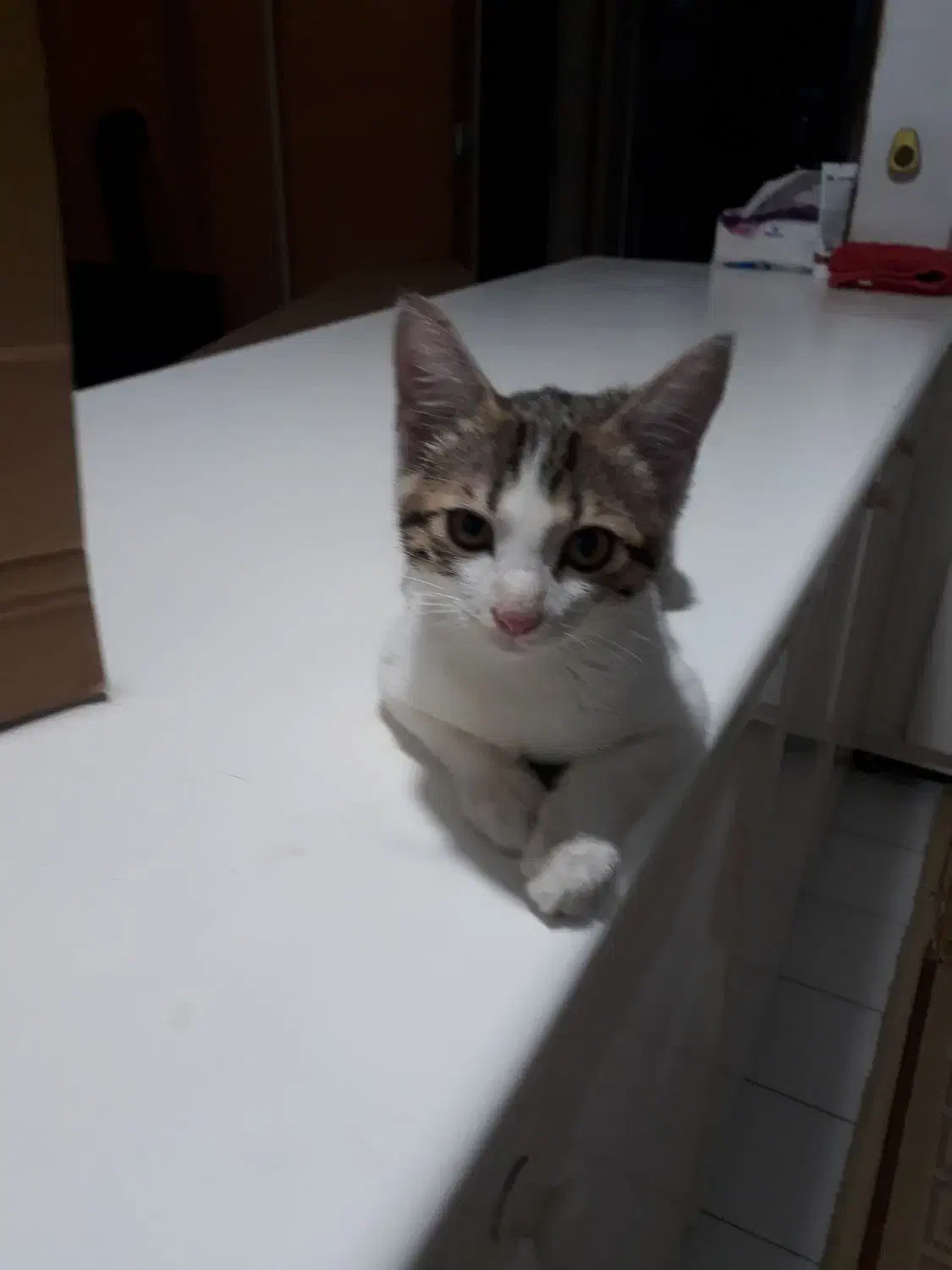 گربه|گربه|سنندج, |دیوار