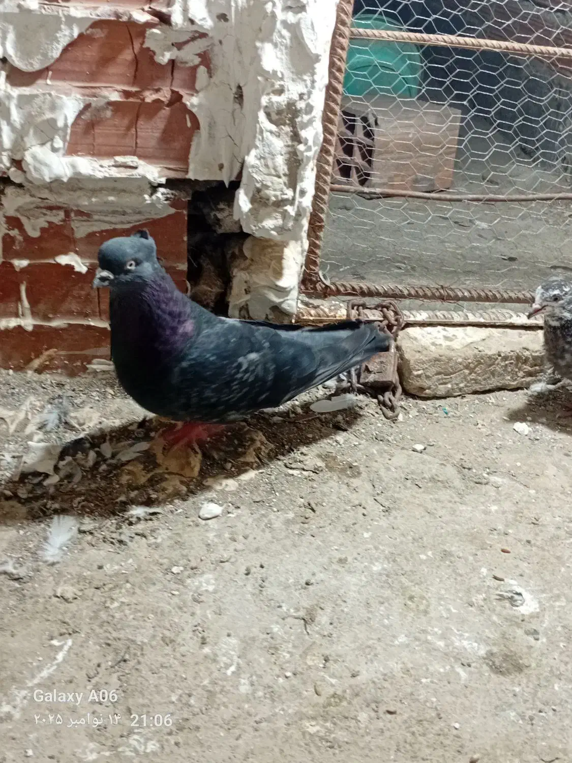 دوتا کفتر پرشی یه جوجه نر یه نر جوانه|پرنده|گرگان, |دیوار