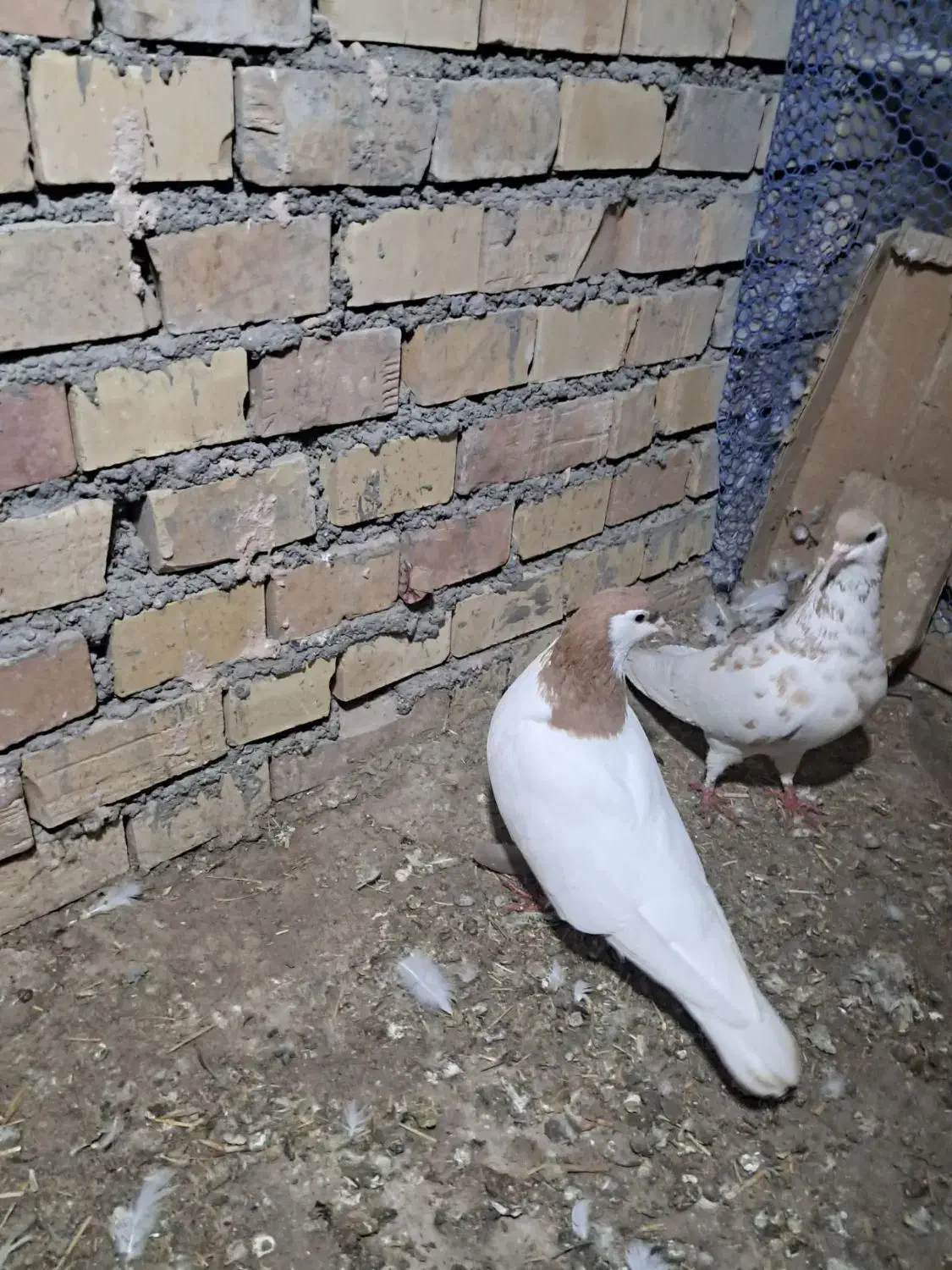 سده|پرنده|سبزوار, پیروزی|دیوار