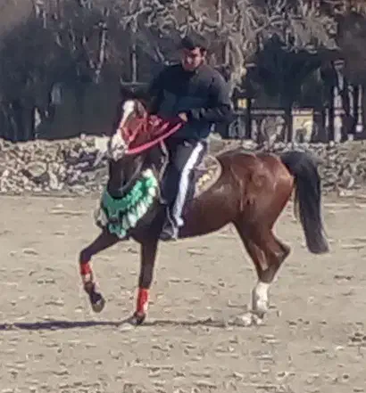 اسب|اسب و تجهیزات اسب‌سواری|تنکمان, |دیوار