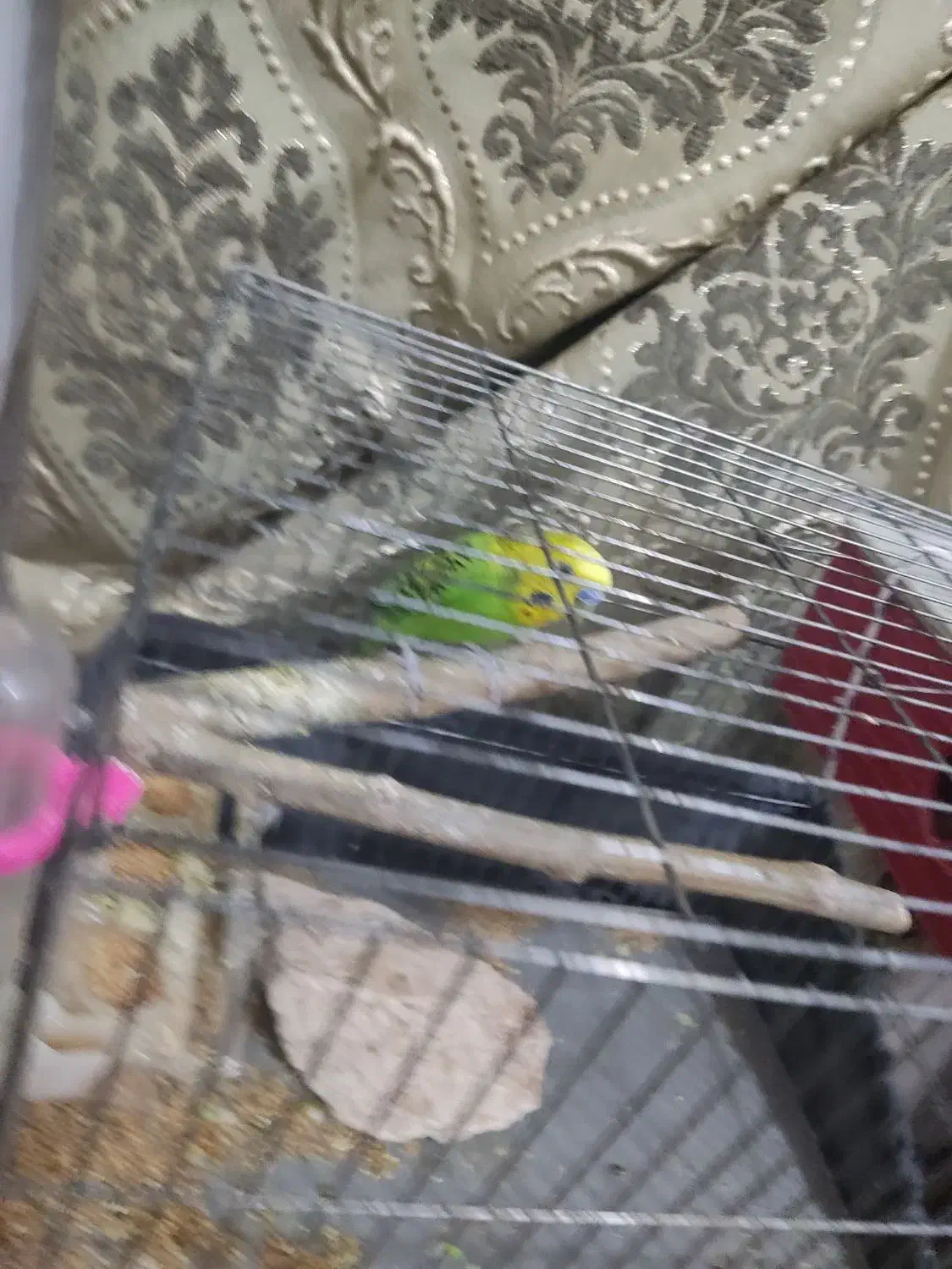 مرغ عشق نرباقفس نوبالانه فروش فوری نیازمالی|پرنده|اقبالیه, |دیوار