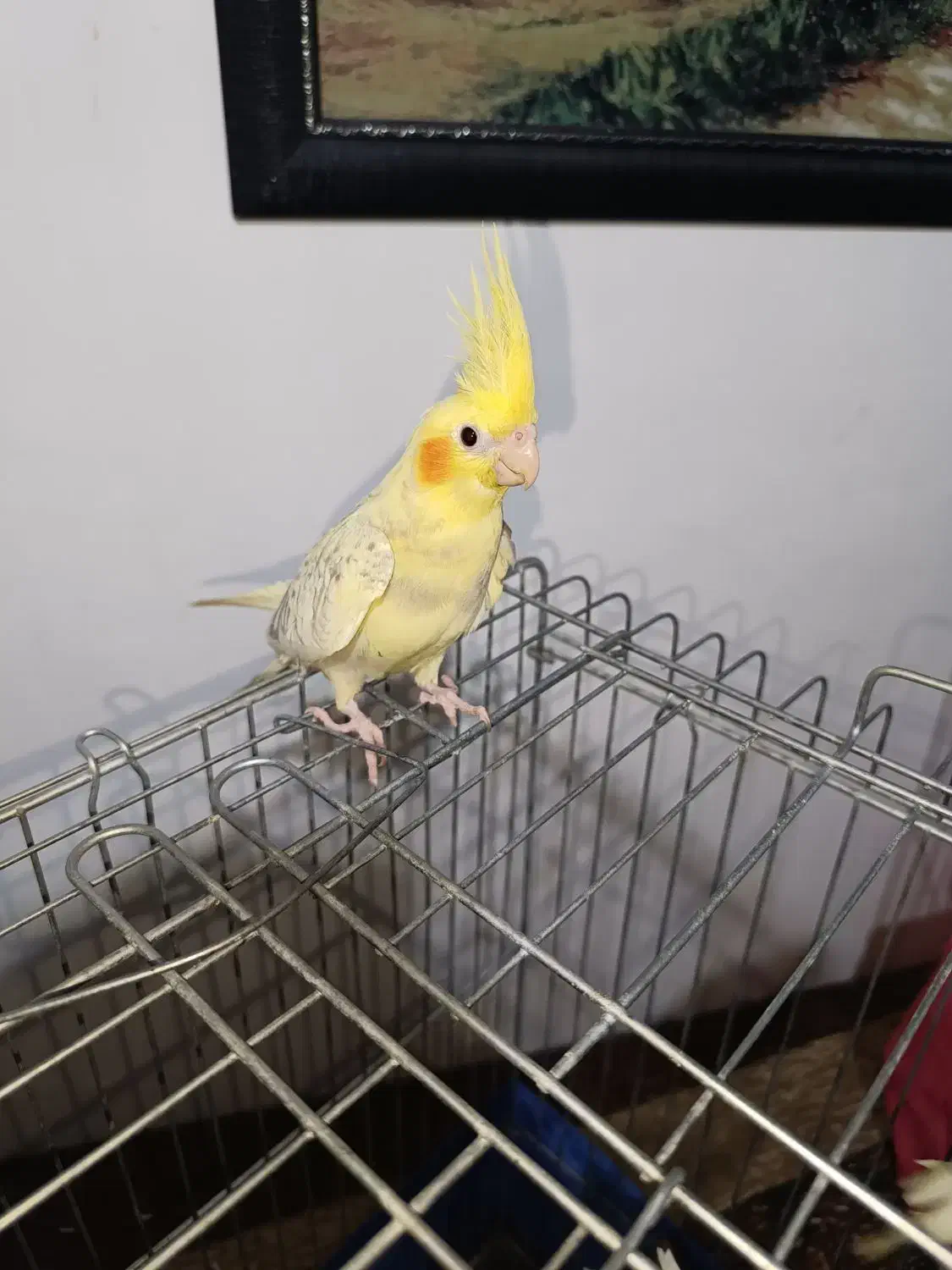 جوجه عروس هلندی 3 ماهه|پرنده|کرج, حصارک بالا|دیوار