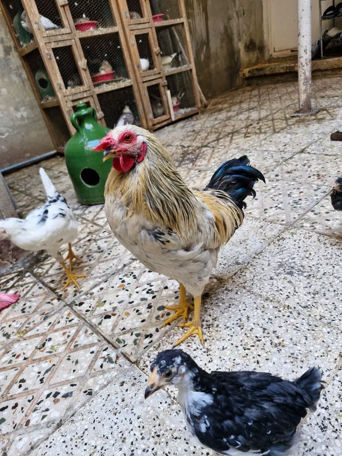 مرغ و خروس گلین اصلی|حیوانات مزرعه|تهران, جوادیه|دیوار