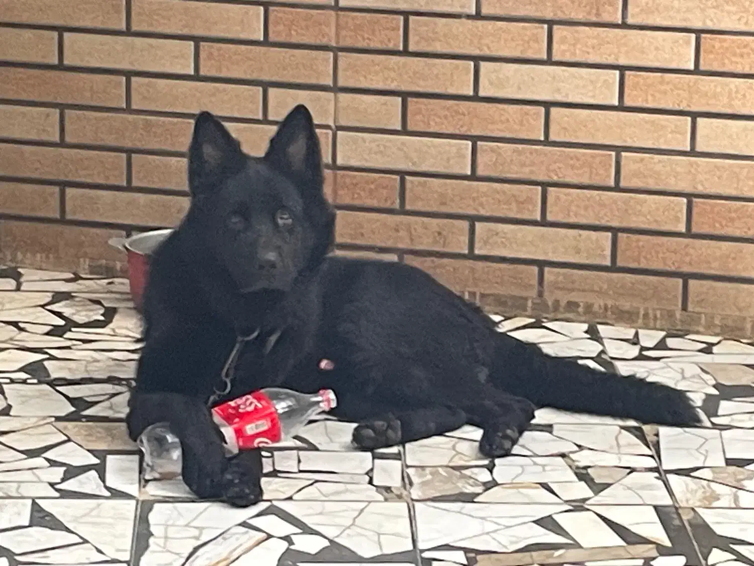 سگ ژرمن بلک نر ۱۳ ماهه|سگ|بابل, |دیوار