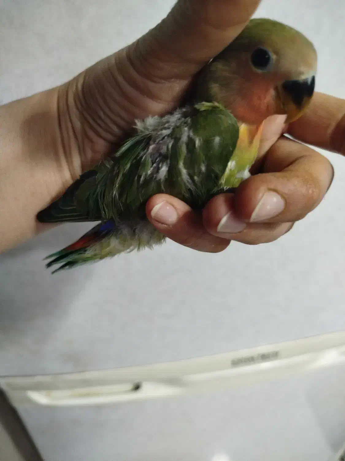 جوجه دو ماهه برزیلی از نژاد اوپال|پرنده|فردیس, سرحد آباد|دیوار