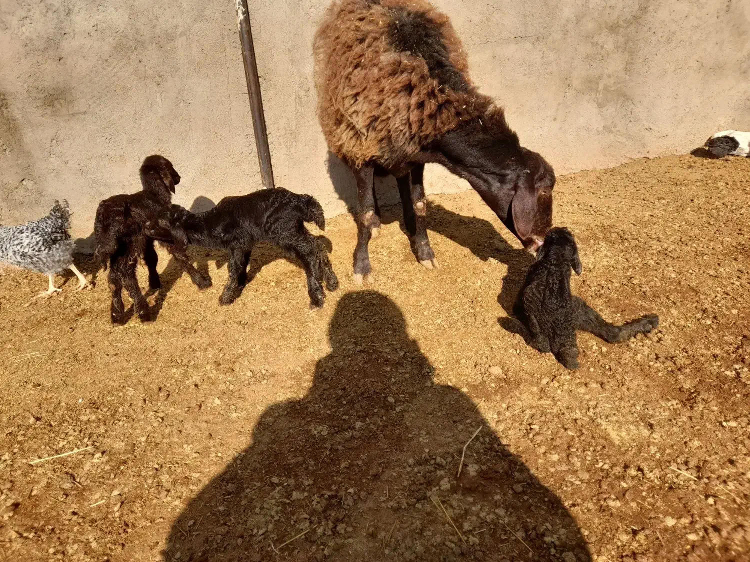 بره قوچ همو و قوچ چهار دندون هترو و چبش یک زایمان|حیوانات مزرعه|نیشابور, دارایی|دیوار