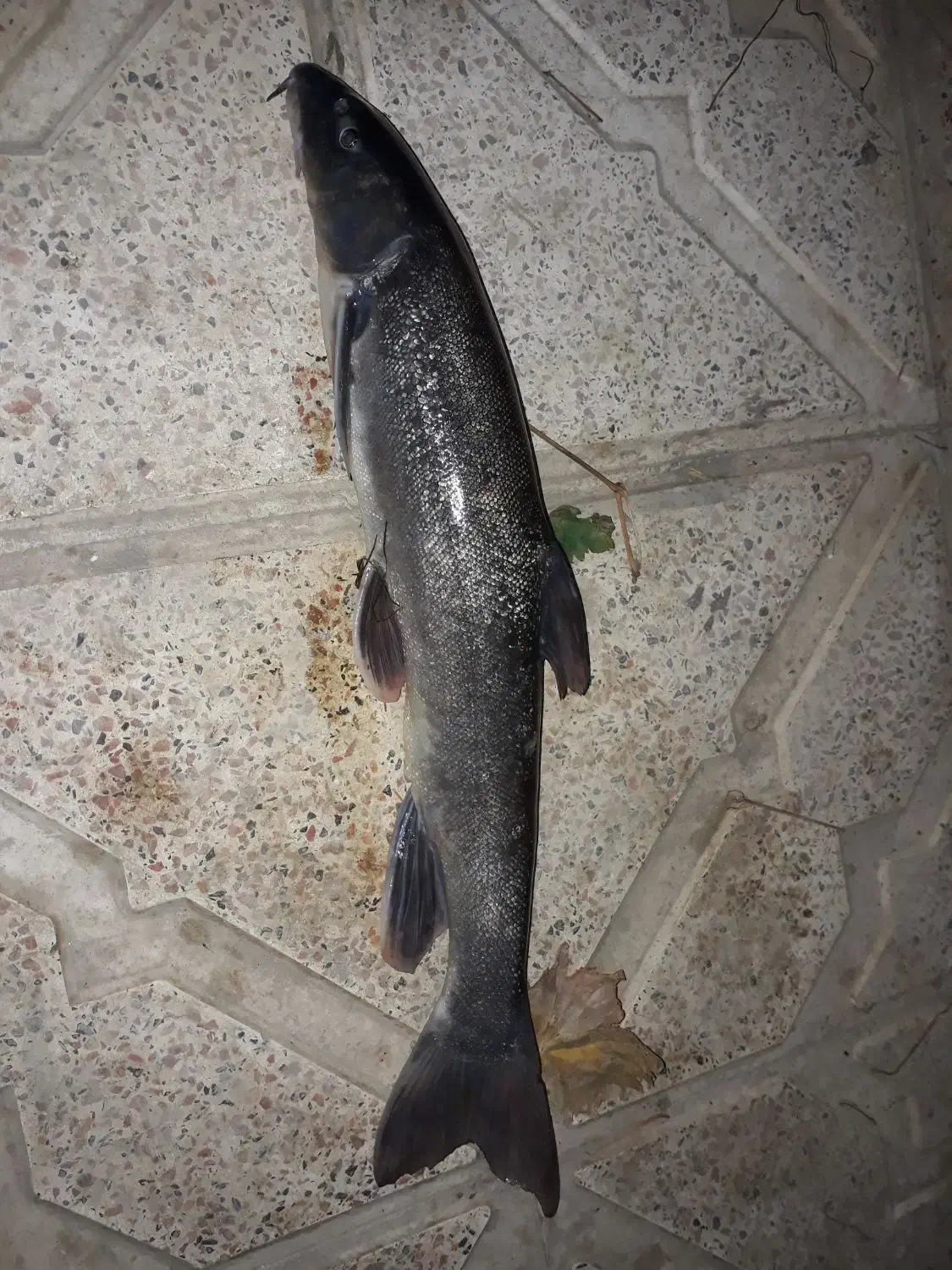 ماهی تازه ارس|ماهی|مرند, |دیوار