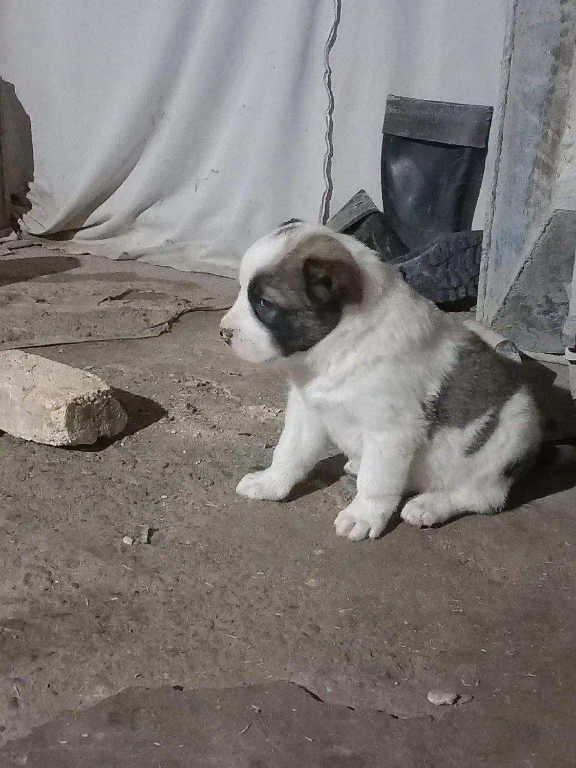 واگذاری سگ|سگ|سیمین شهر, |دیوار