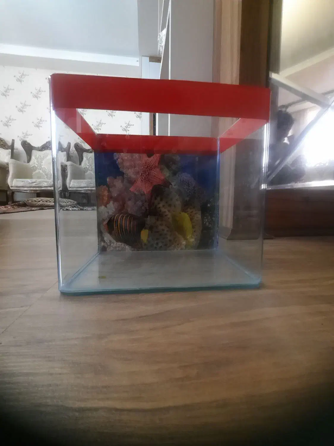 آکواریوم شیشه خم|ماهی|تبریز, |دیوار