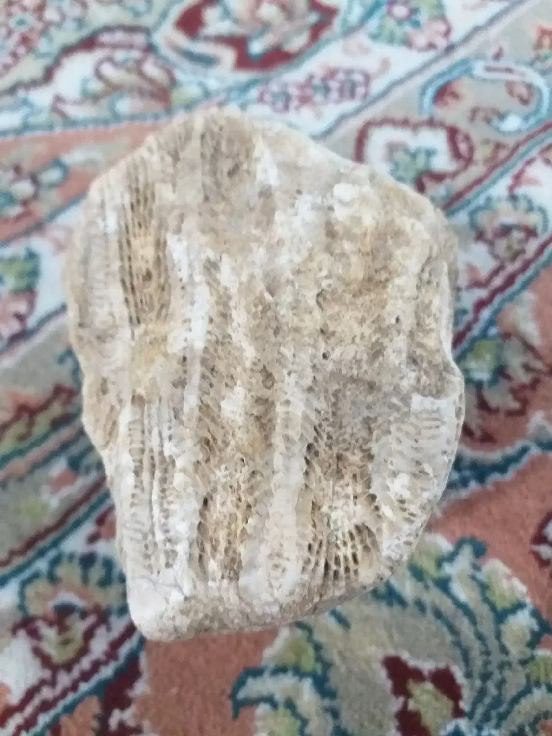 سنگ‌فسیل|کلکسیون اشیاء عتیقه|محمدبار, |دیوار