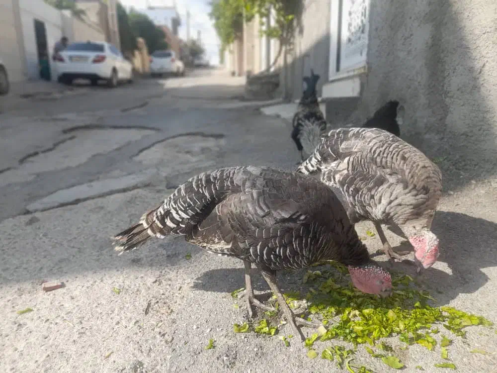 بوقلمون ماده|حیوانات مزرعه|آبدانان, |دیوار