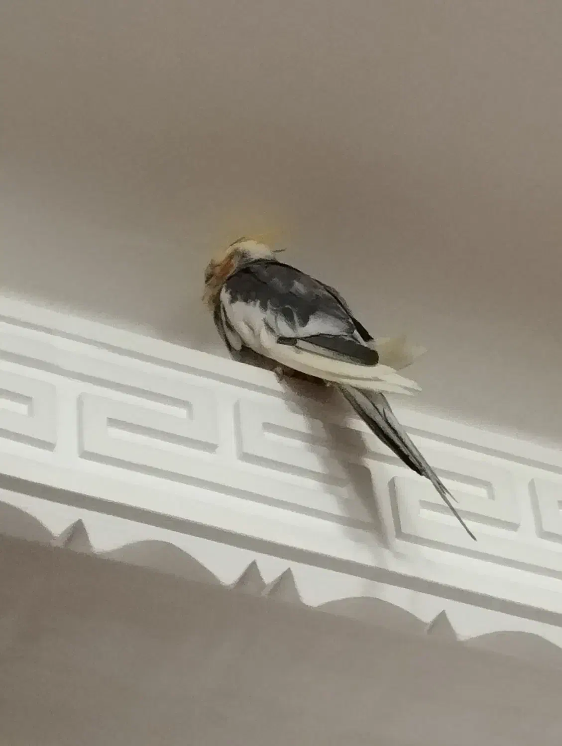 عروس هلندی و جوجه|پرنده|یاسوج, |دیوار