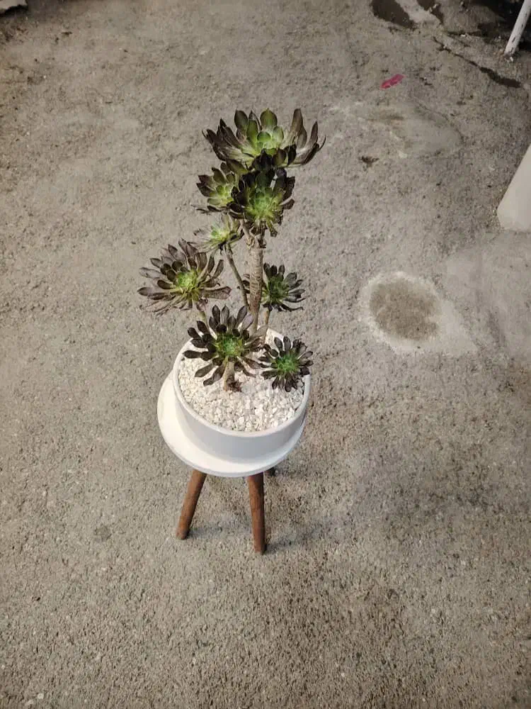 گل بونسای (درختچه بونسای آئونیوم بنفش)|گل و گیاه طبیعی|شهرکرد, |دیوار