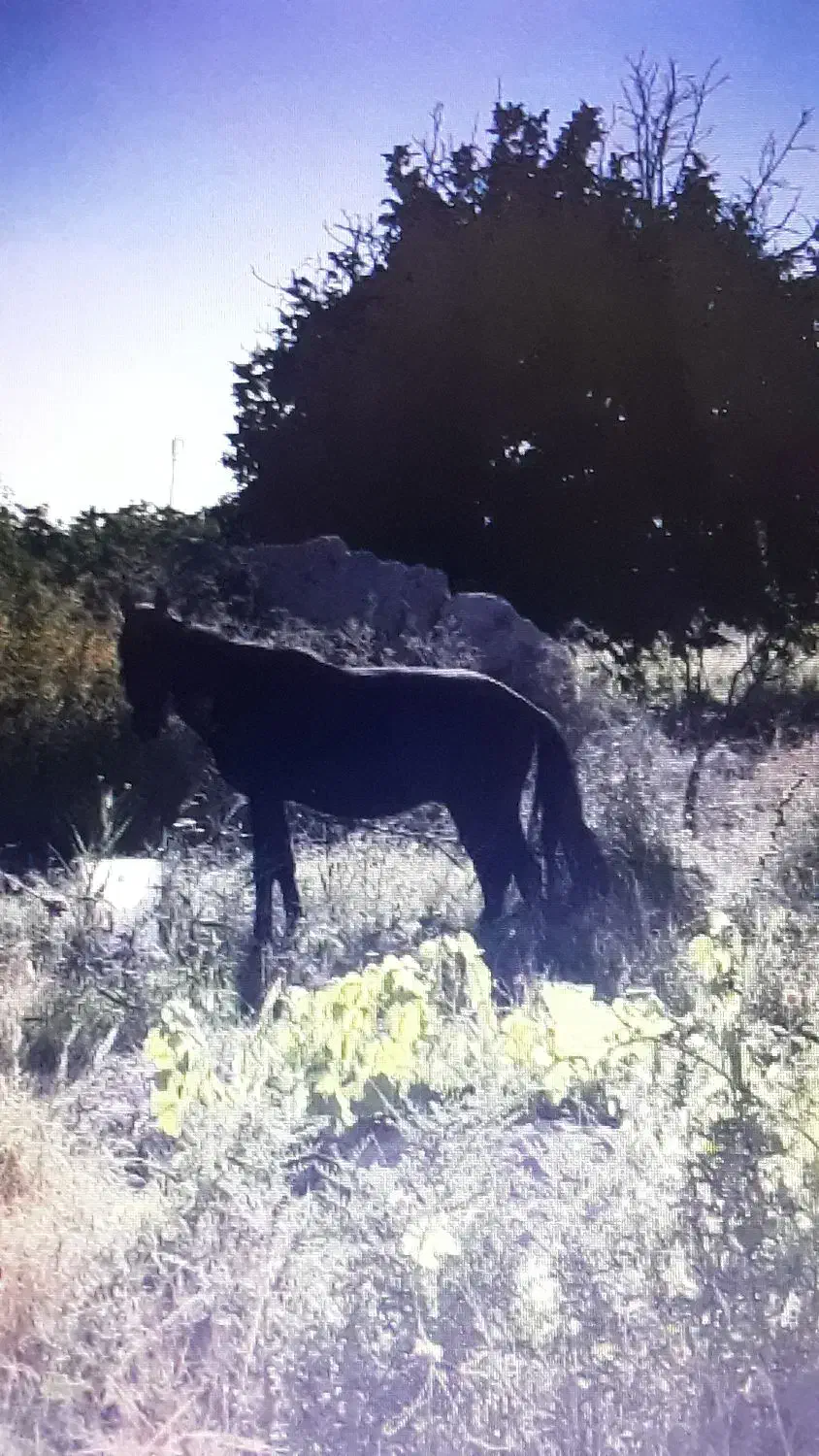 گمشده|حیوانات|شیروان (خراسان), |دیوار