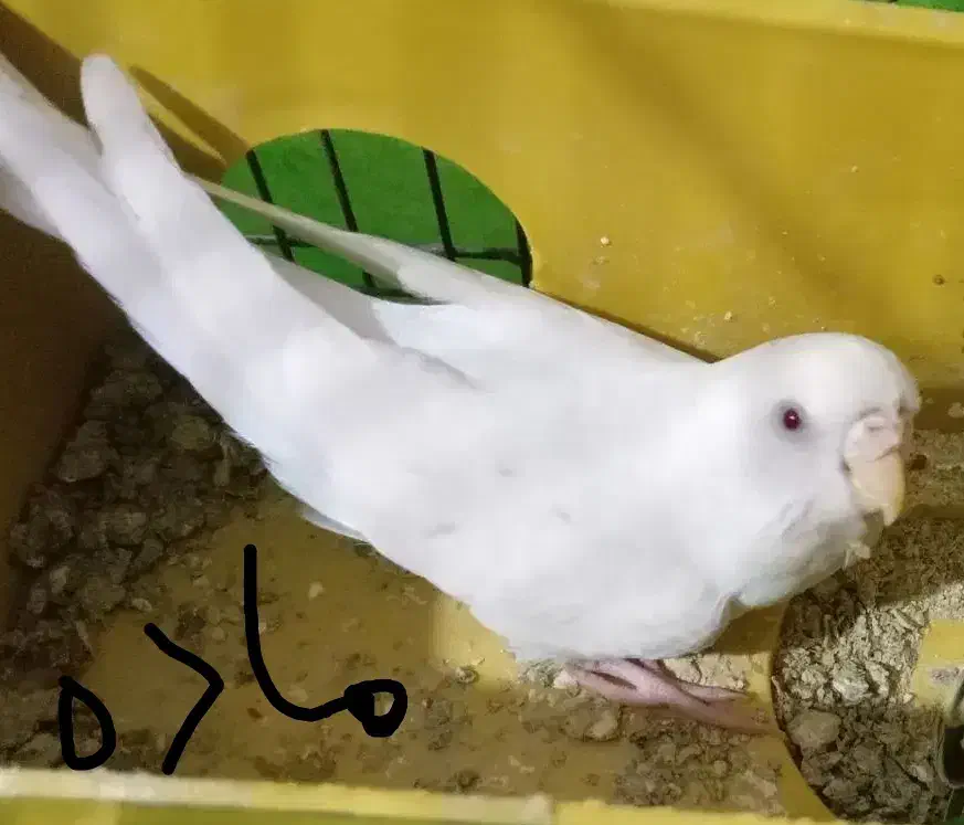 مرغ عشق|پرنده|مسجد سلیمان, |دیوار