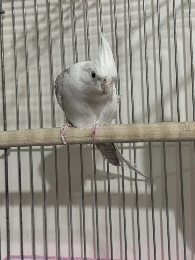 عروس هلندی آلبینو و دوکت|پرنده|رفسنجان, |دیوار