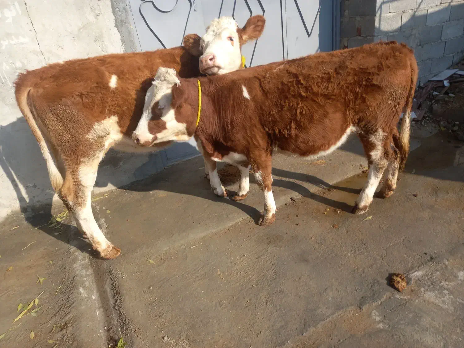 گوساله ماده|حراج|ملکان, |دیوار