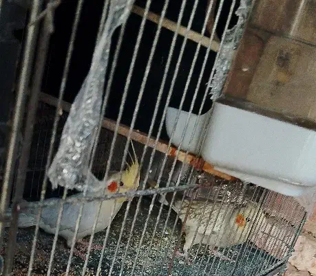 نر ماده فقط 1200بشرت|پرنده|اسلامشهر, شهرک امام حسین (میان آباد)|دیوار