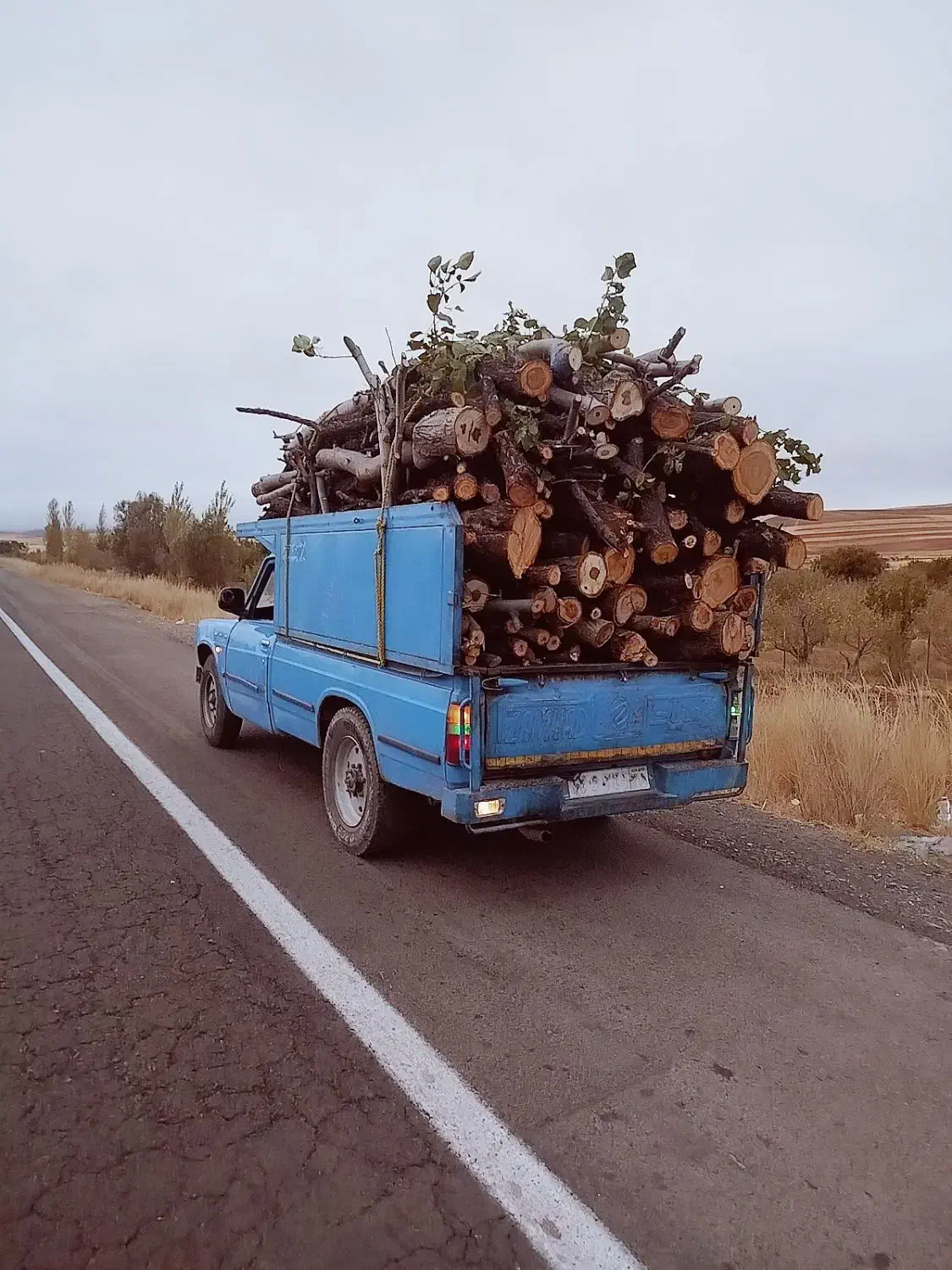 خرید درخت خرید چوب قطع برش تر وخشک|خدمات باغبانی و درختکاری|اهر, |دیوار