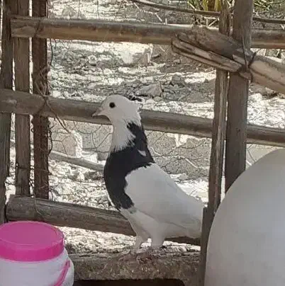 کفتر|پرنده|کهنوج, |دیوار