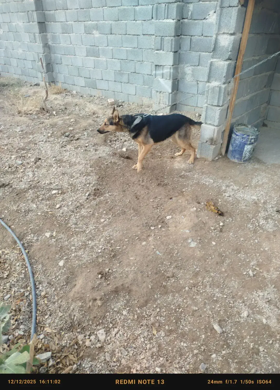 سگ ژرمن|سگ|ساوه, |دیوار