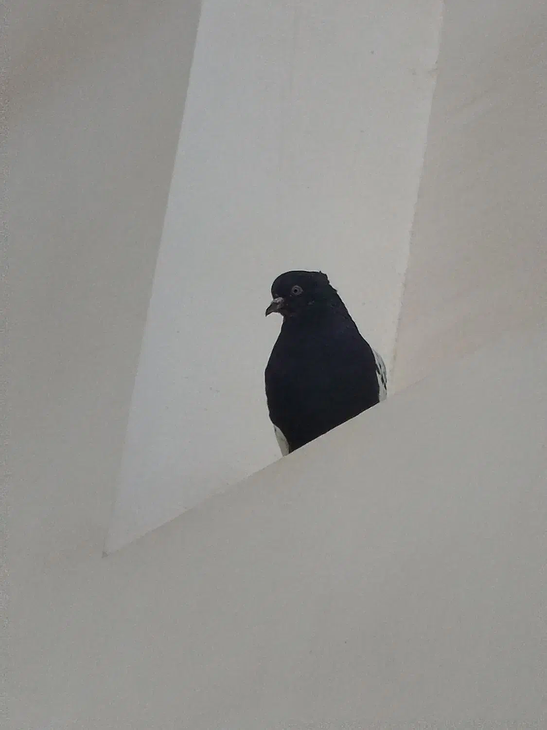 کبوتر|پرنده|جم, |دیوار