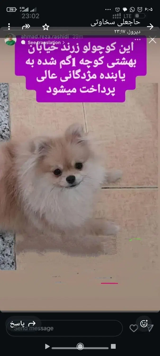 سگ گمشده|حیوانات|زرند, |دیوار