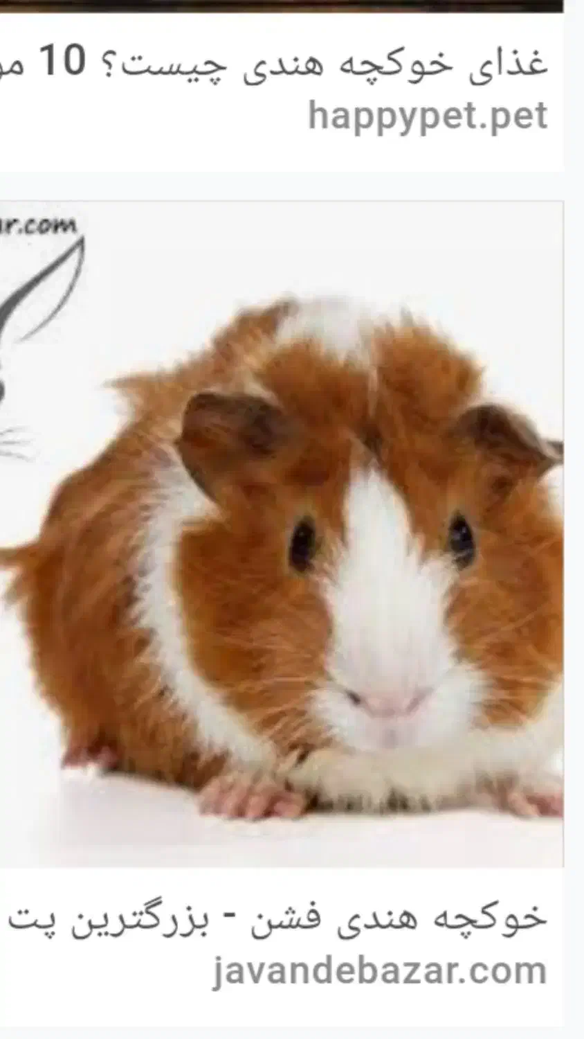 خوکچه ی هندی|موش و خرگوش|سبزوار, قصبه غربی|دیوار