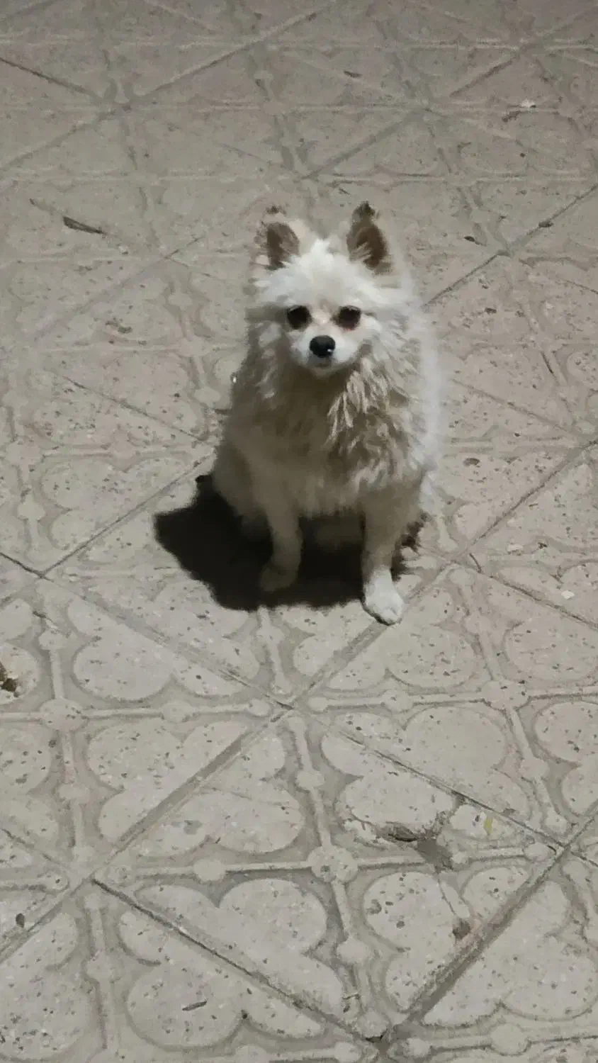 سگ گمشده|سگ|سنندج, |دیوار