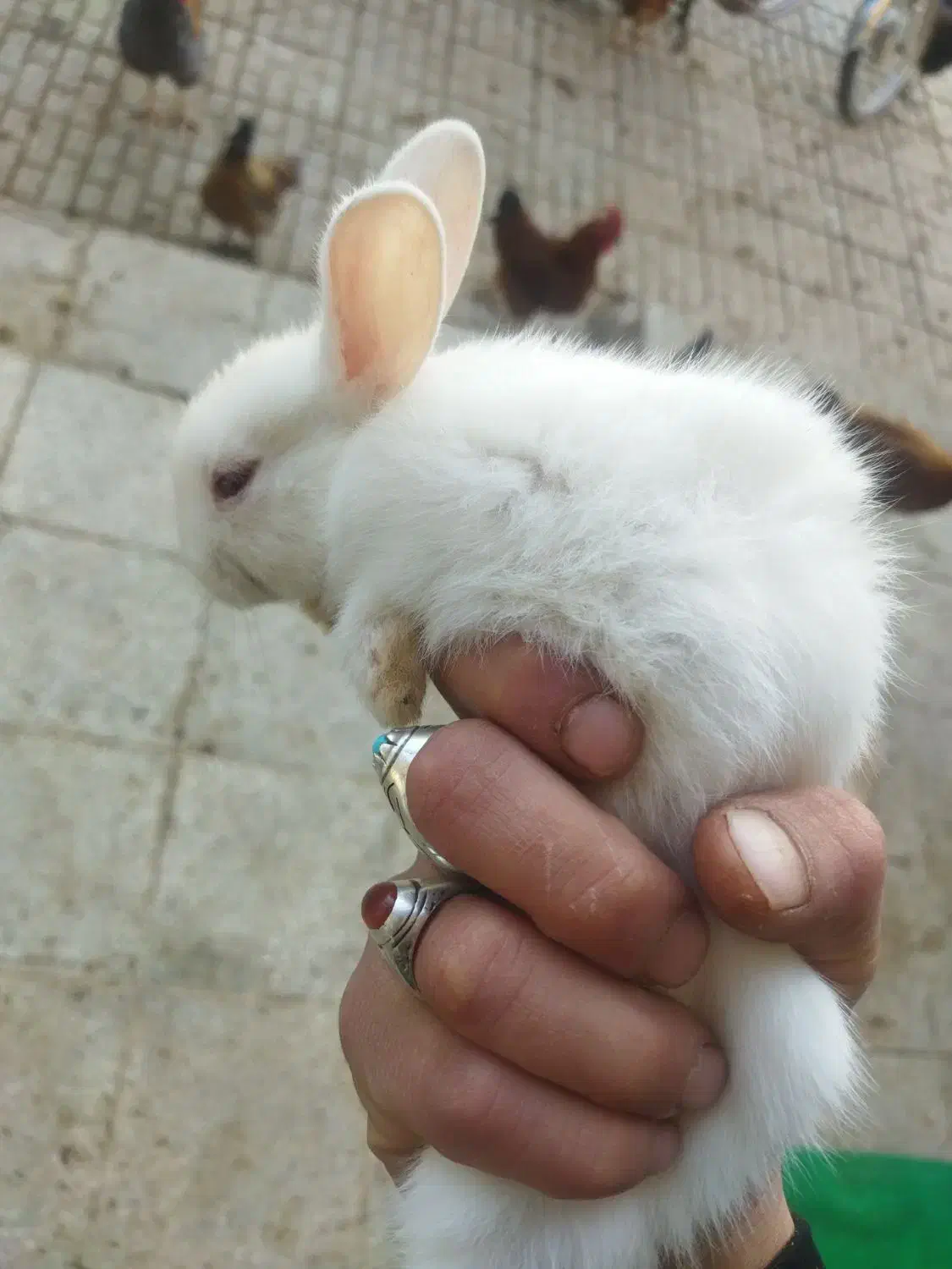 بچه خرگوش|موش و خرگوش|قوچان, |دیوار