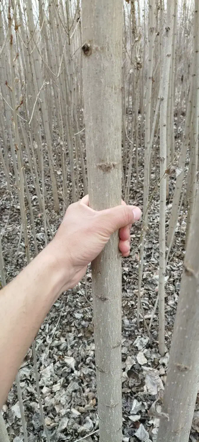 صنوبر 4 ساله|خدمات باغبانی و درختکاری|فیروزآباد (آذربایجان), |دیوار