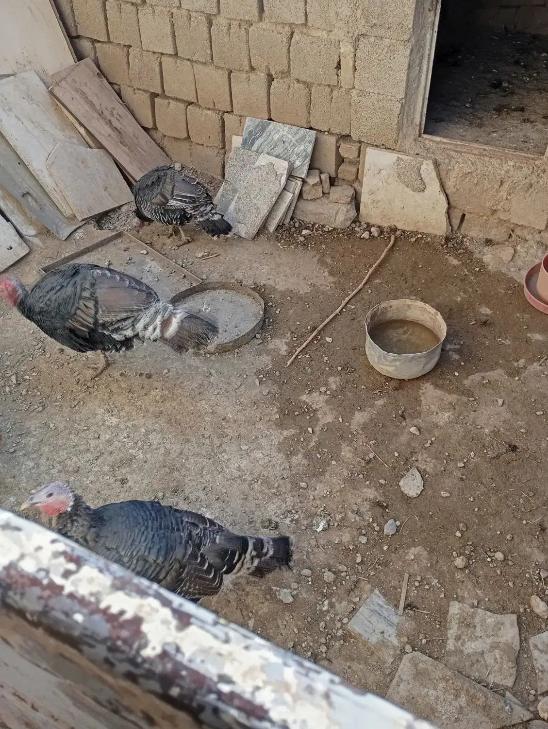 بوقلمون|حیوانات مزرعه|سیلاخور, |دیوار