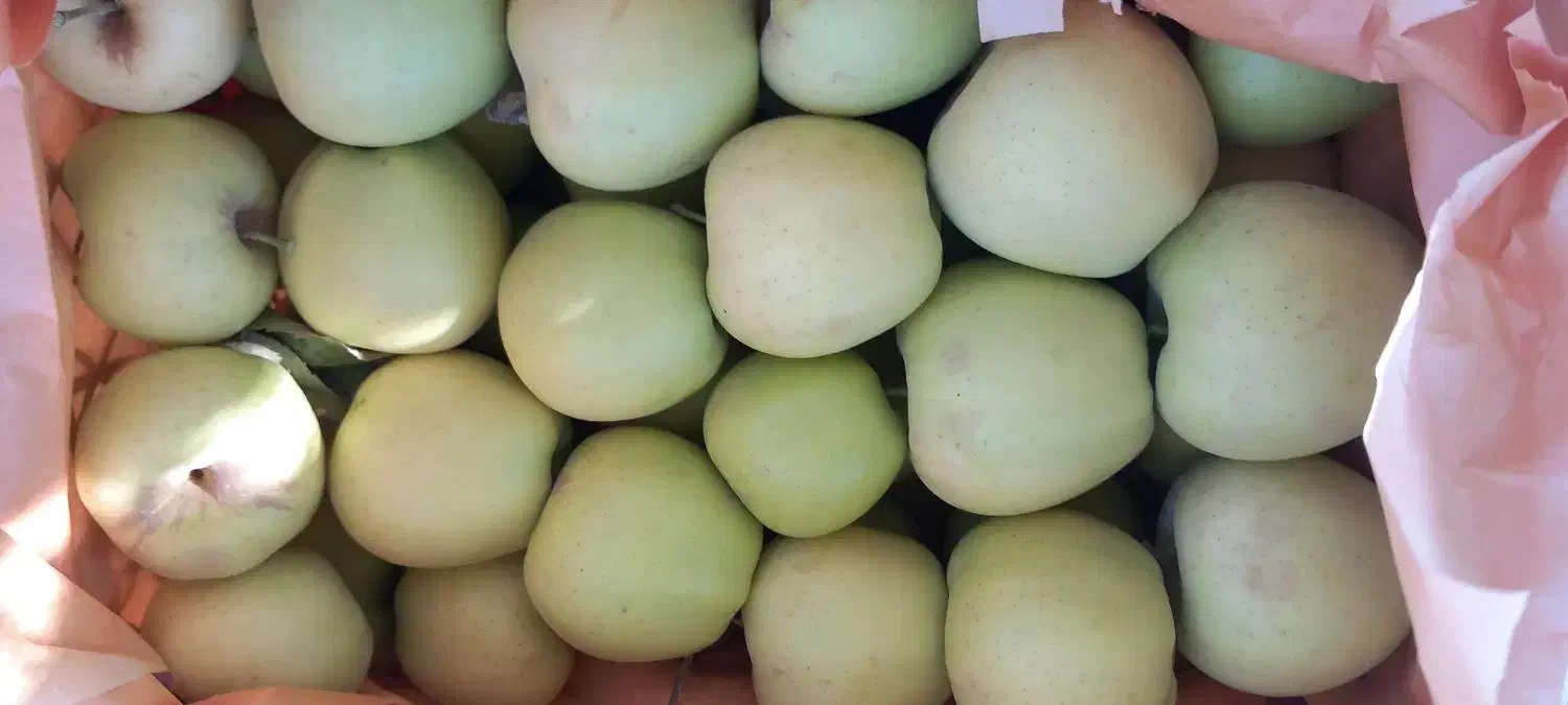 سیب قرمز وسفید درجه یک فروشی|خوردنی و آشامیدنی|تخت سلیمان, |دیوار