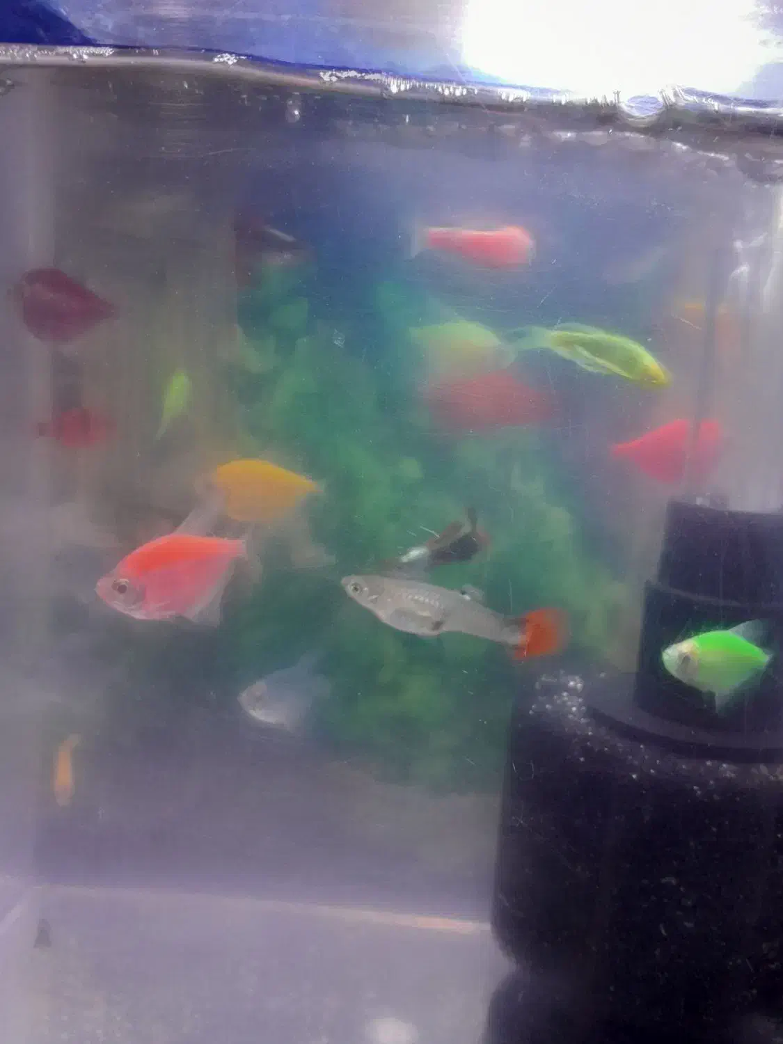 فروش ماهی اکواریوم تزئینی تک و تعداد|ماهی|پاکدشت, پاکدشت (مامازند)|دیوار