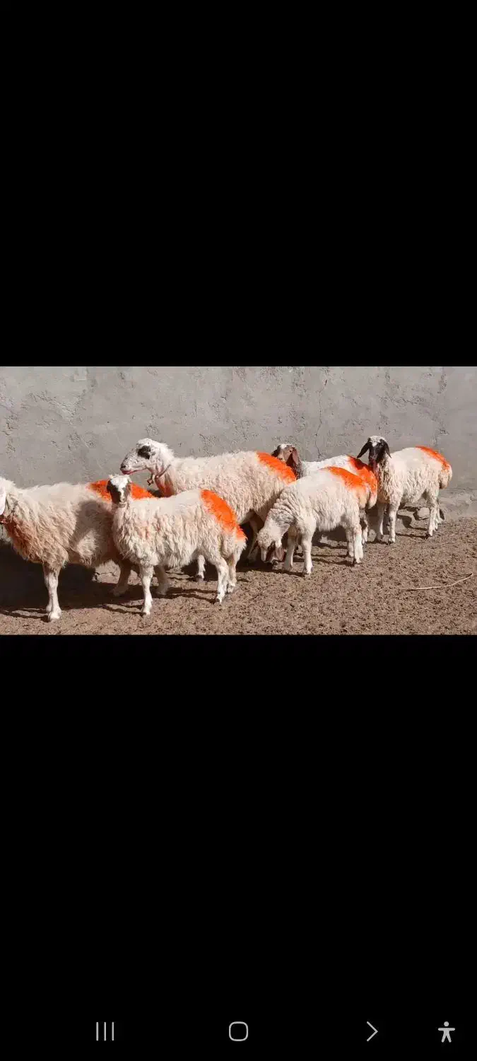 میش جملی|حیوانات مزرعه|کاشمر, |دیوار