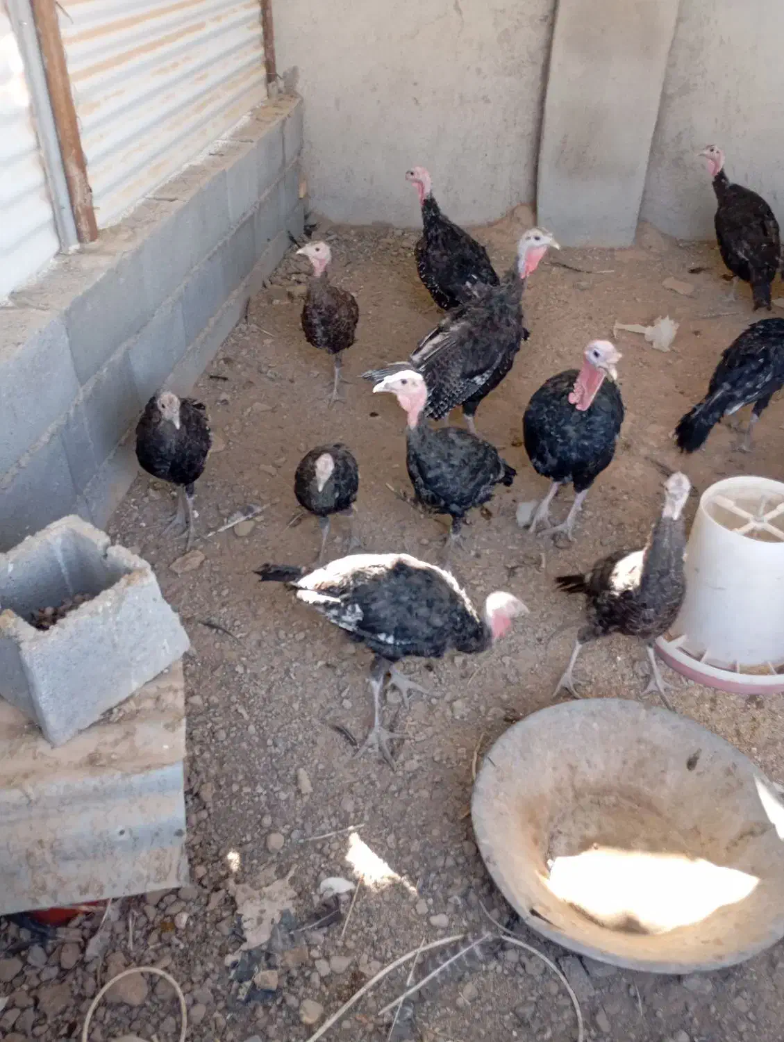 بوقلمون ،مرغ|حیوانات مزرعه|مبارکه, |دیوار