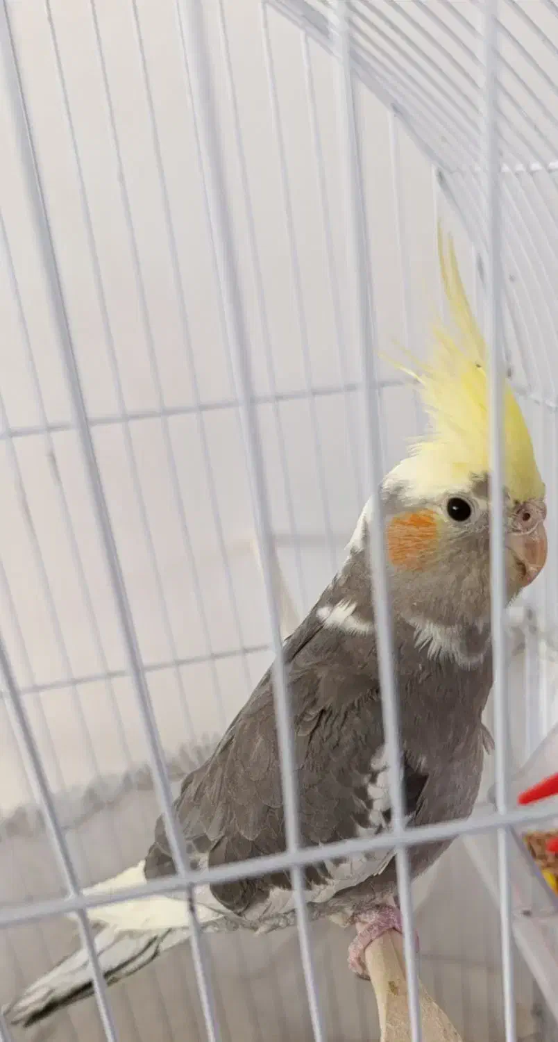 عروس هلندی با قفس|پرنده|شبستر, |دیوار