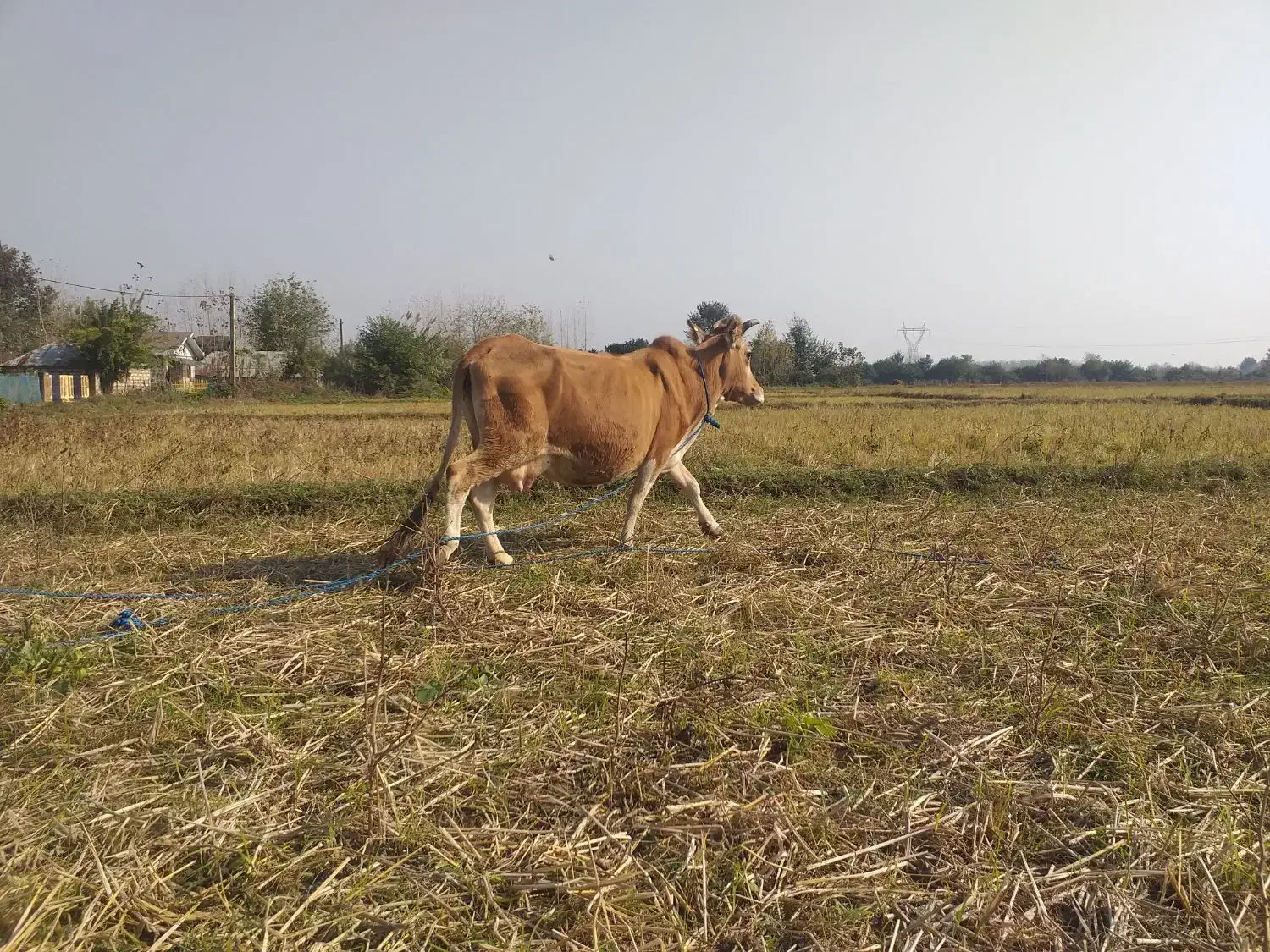 گاو با گوساله نر سیمینتال|حیوانات مزرعه|ماسال, |دیوار