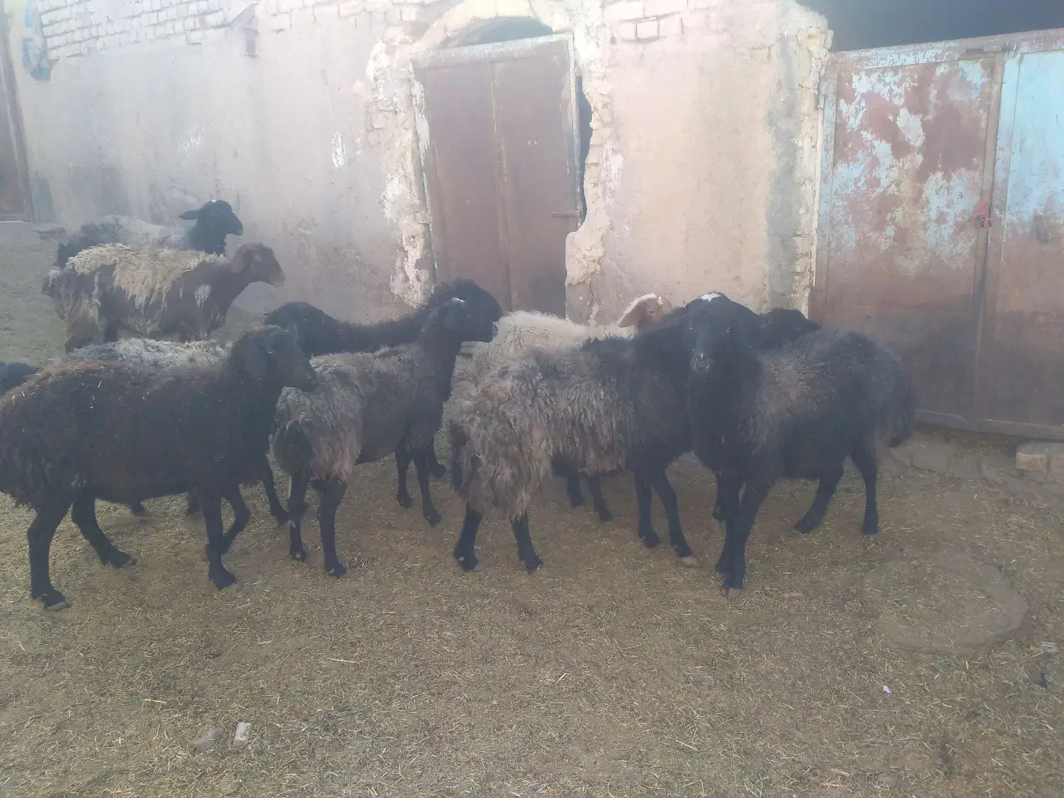 میش بوم ۲۰عدد|حیوانات مزرعه|قم, شهر قائم|دیوار