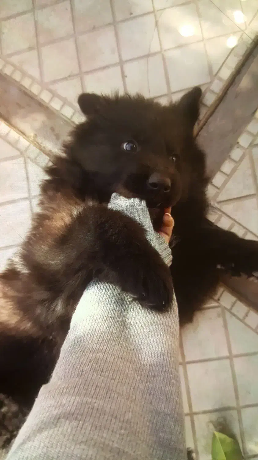 ژرمن بلک|سگ|تهران, اختیاریه|دیوار