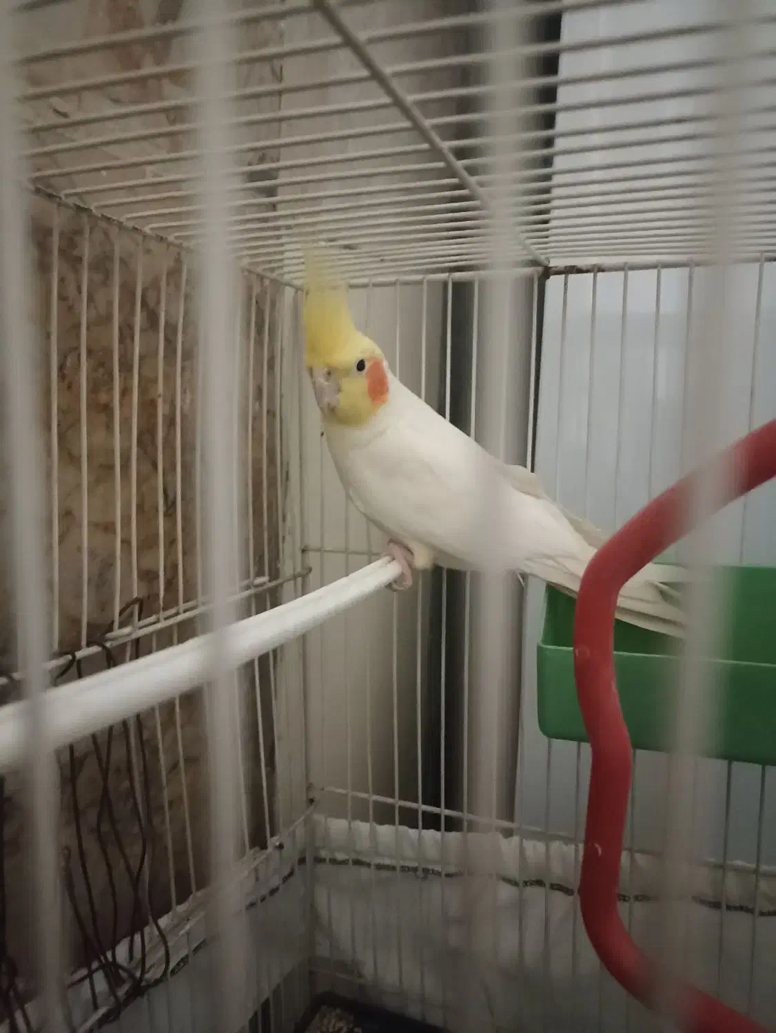 ...|پرنده|نصر آباد, |دیوار