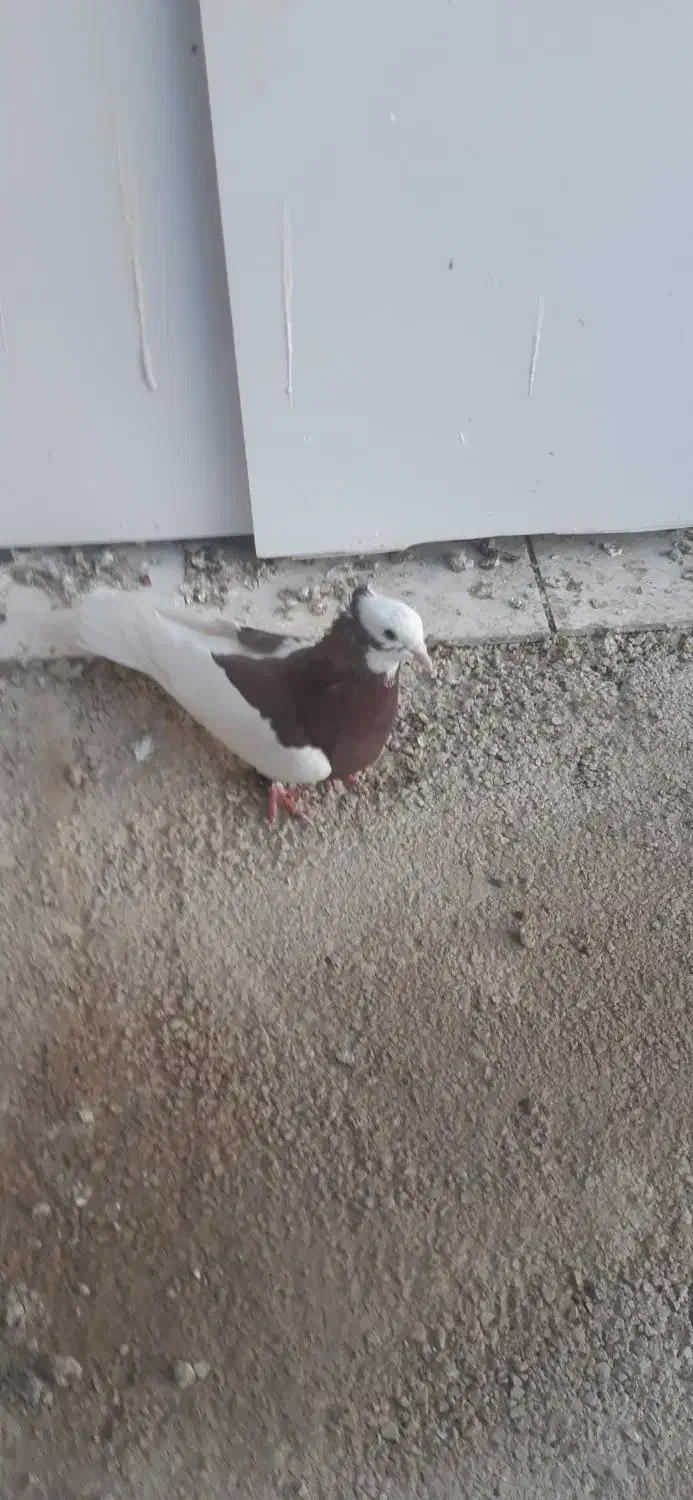 بهبهانی، شهری.|پرنده|شیراز, ماه فیروزان|دیوار