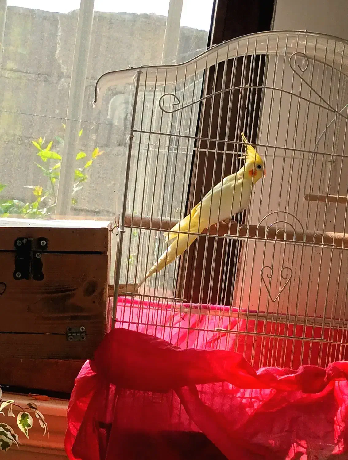 یه عدد عروس هلندی نر بالغ لوتینو زعفرانی|پرنده|لنگرود, |دیوار