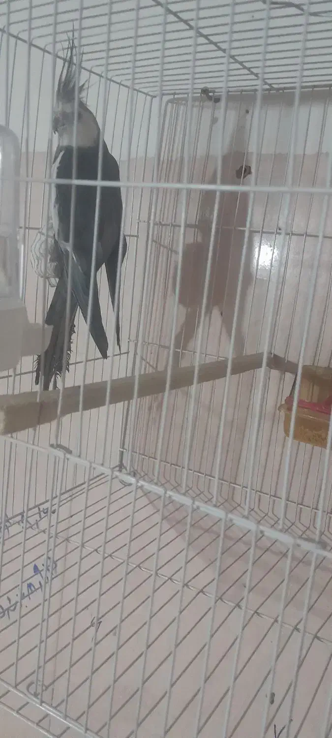 عروس هلندی جفتکار  روی تخم|پرنده|تربت جام, فاز ۳ فرهنگیان|دیوار