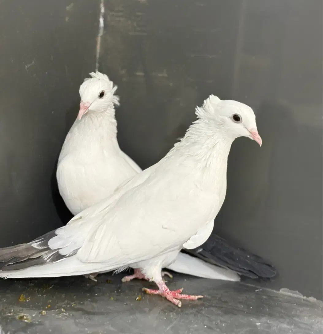 دم سیاه|پرنده|سراوان, |دیوار