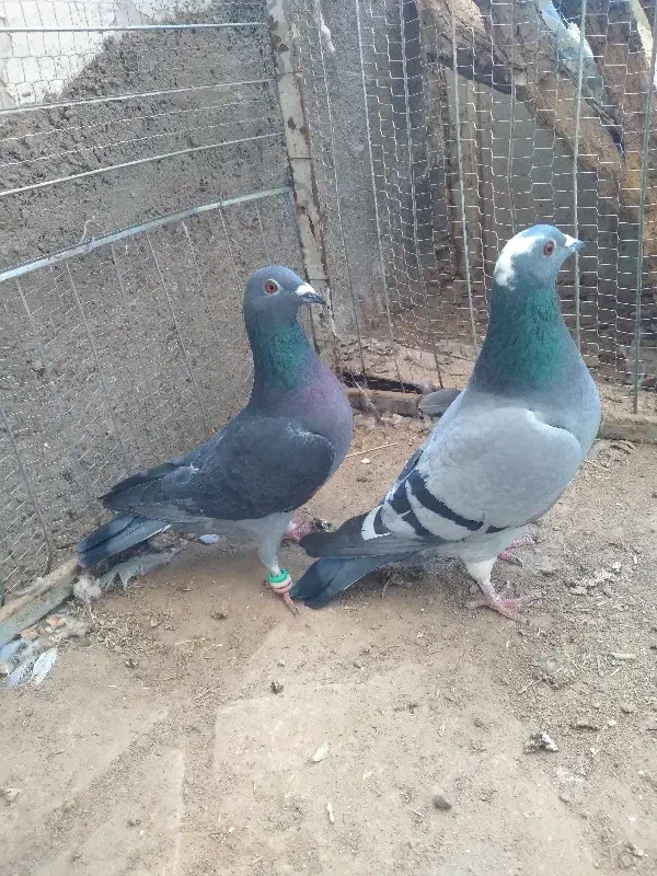 کفتر ماده|پرنده|سده (خراسان جنوبی), |دیوار