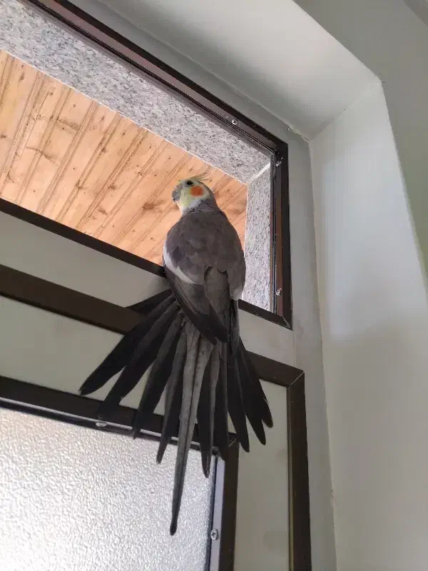 طوطی عروس هلندی|پرنده|اسالم, |دیوار