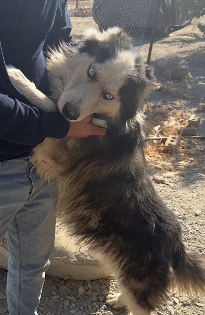 سگ هاسکی چشم یخی|سگ|مشهد, نیروی هوایی|دیوار